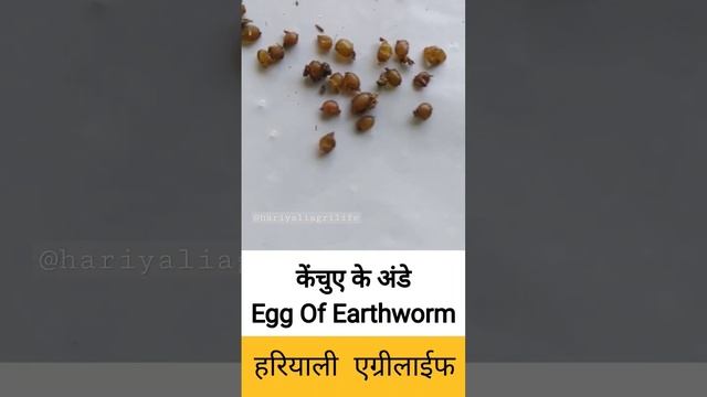 Egg of Earthworms | Hariyali agrilife | смотреть онлайн