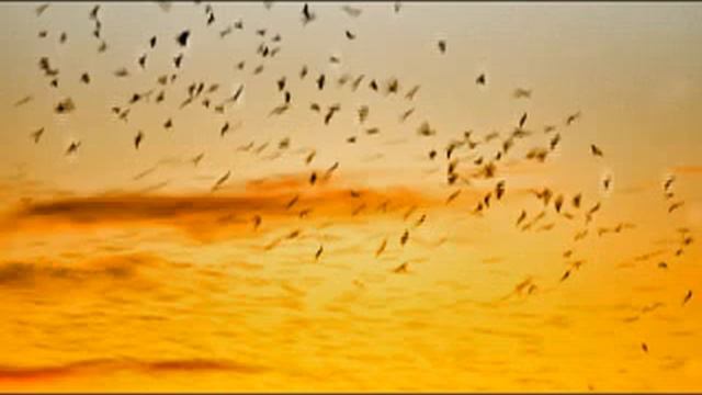 Vivaldi Bassoon Concerto in Dm RV 406 481 смотреть онлайн