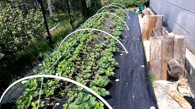 АЛЬБИОН часть 2, продолжение....mp4 смотреть онлайн