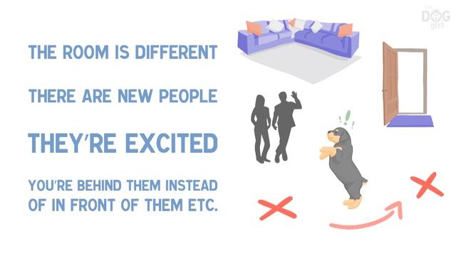 Why Dogs DON'T LISTEN Around Distractions смотреть онлайн