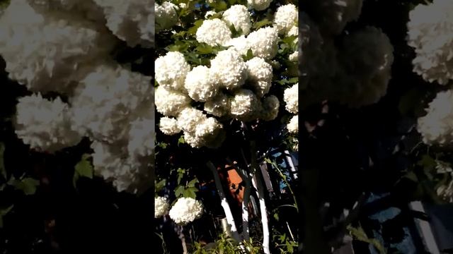 Бульденеж декоративная калина смотреть онлайн