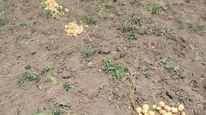 Копаем картофель мотоблоком 2017