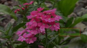 Цветы в июле в нашем саду.  Названия.