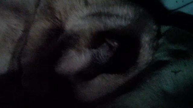 наша кошка храпит во сне смотреть онлайн