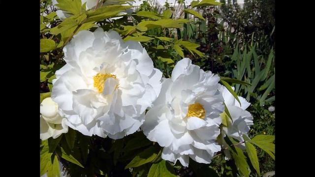 ПИОН ДРЕВОВИДНЫЙ (PAEONIA) сем. Пионовые смотреть онлайн