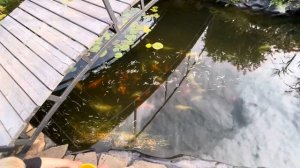 Самый лучший корм для карпов кои и карасей приготовленный самостоятельно. ?