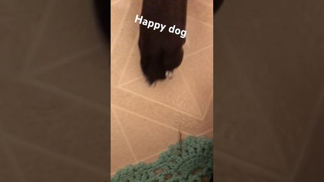 Happy dog #dog #briar #funny #cute #puppy #pitbull #memes #pets #doglover смотреть онлайн