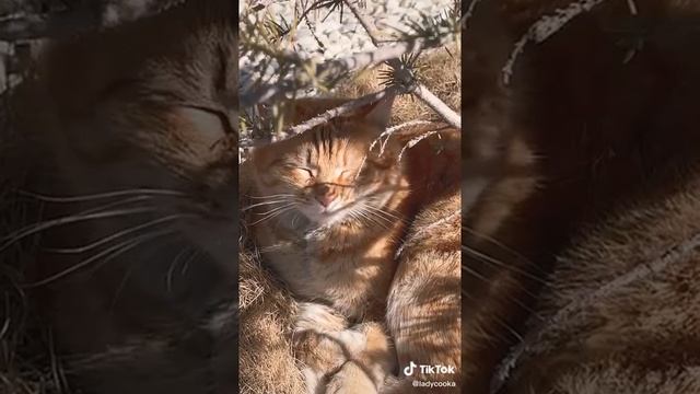 Наурыз Курт Казахская национальное блюдо :Курт смотреть онлайн