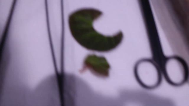 Begonia Rex and Manaus Leaf Propagation Ep. 14 смотреть онлайн