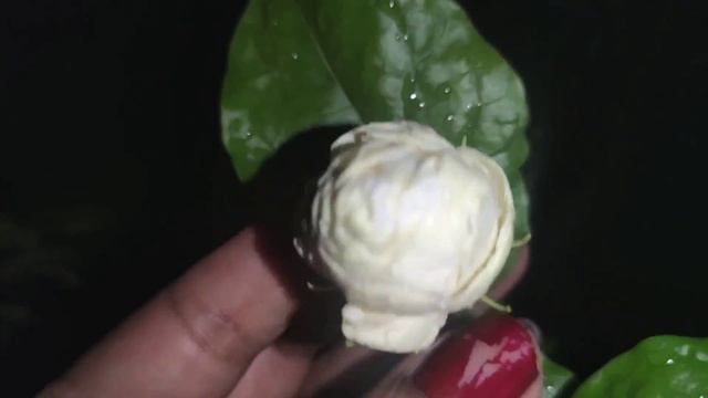 Rose Jasmine / Grand Duke of Tuscany care & propogation in Telugu & English | Prema's Garden смотреть онлайн