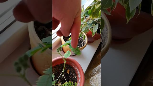 Мимоза стыдливая смотреть онлайн