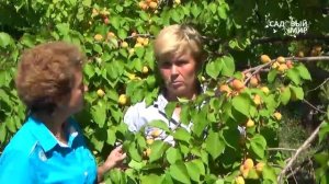 Как вырастить абрикосы  Зимостойкие абрикосы