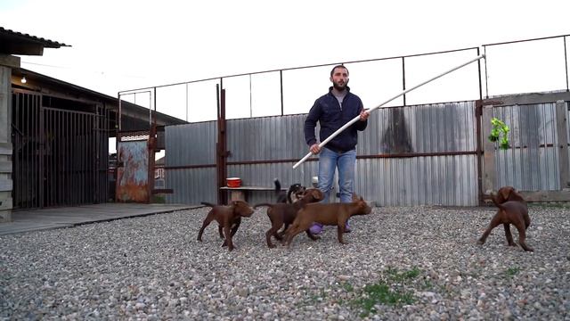 Щенки питбуля занимаются на удочку!) Питбуль/щенки питбуля. смотреть онлайн