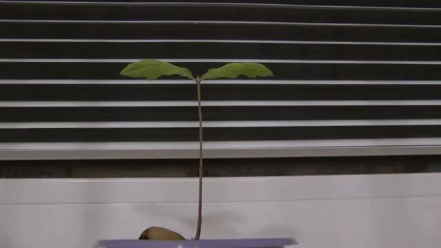 Live of plants: Panasonic HDC-TM700 test of Time Lapse Rec (Full version) смотреть онлайн