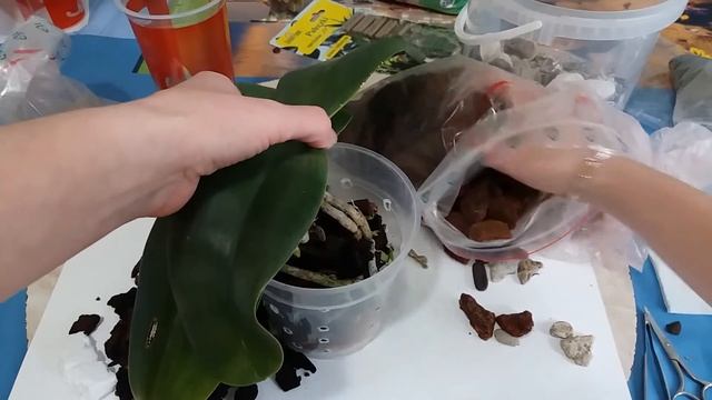 Phalaenopsis gigantea. Пересадка. Уход. Содержание смотреть онлайн