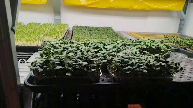 Почему закрываются фермы по выращиванию микрозелени? Не повторяйте эти ошибки. смотреть онлайн