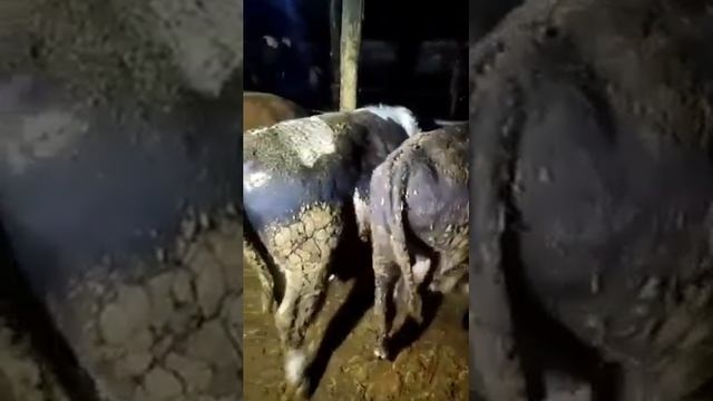 Быки по 700 кг. После откорма. Все поедут на забой. Продажа быков и коров из РФ.