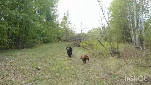 VLIG: Как вкусно пахнет! ? Выгуливаем собак и беседуем с сыном. смотреть онлайн