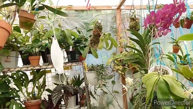 Сколопендра. Шершень.Палочник.И обзор балкона с орхидеями.ベランダ オーキド ナーセリー смотреть онлайн