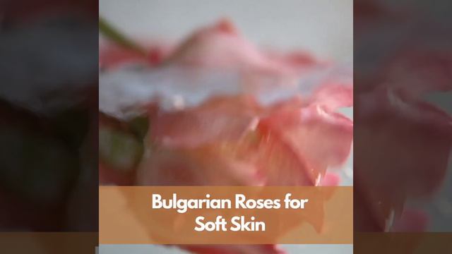 Bulgarian Rose & Peony Body Wash смотреть онлайн