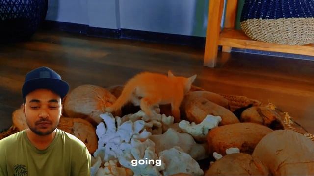 cat video react my fast my time cat lover #cat #animals #animal #dog смотреть онлайн