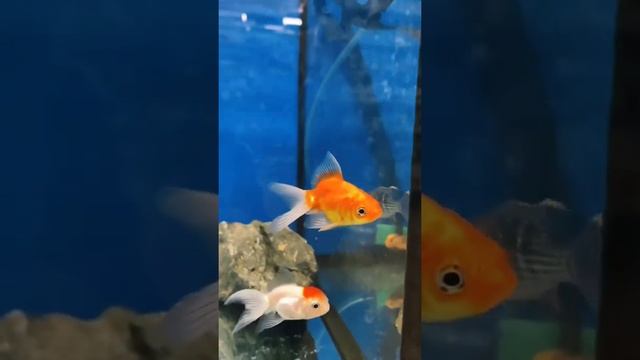 Можно ли содержать золотую рыбку в круглом аквариуме? #золотаярыбка #круглыйаквариум #аквариум смотреть онлайн