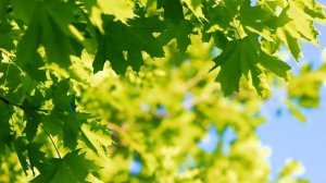 Красивые ветки Клёна в летнем лесу | Футажи красивая природа [FullHD]
