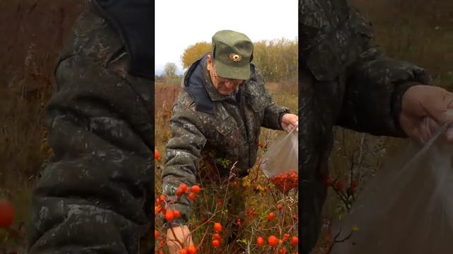 Сбор шиповника смотреть онлайн