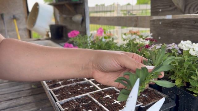 "Snapdragon Propagation Made Easy: Step-by-Step Guide for Successful Gardening 🌱" смотреть онлайн