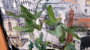 Флебодмум голубая звезда, как поживает!