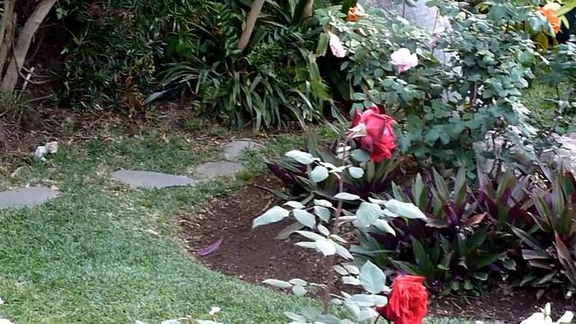Garden Roses.MTS смотреть онлайн