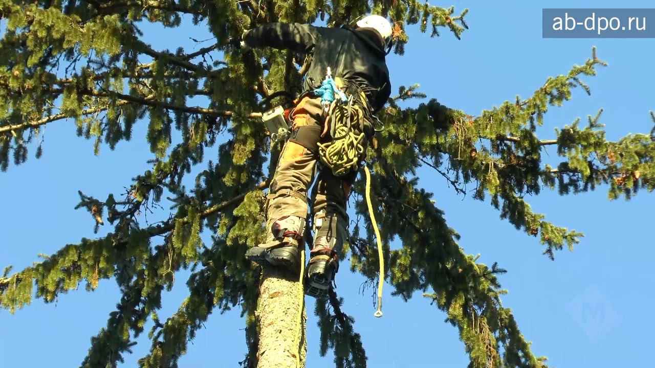Арбористика. Способ удаления одиночного дерева смотреть онлайн