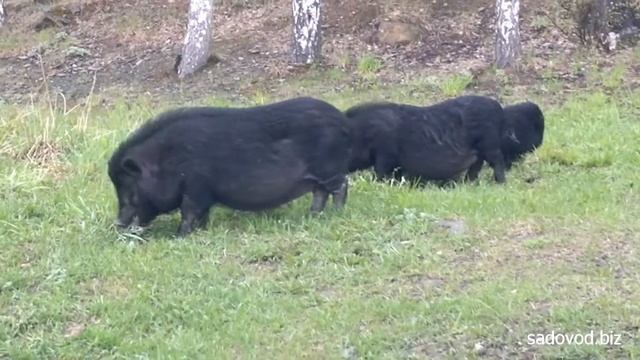 Черные свиньи - три черных поросенка смотреть онлайн