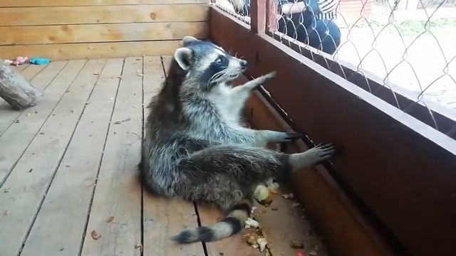Енот-полоскун Дуняша. Самые забавные зверята. смотреть онлайн