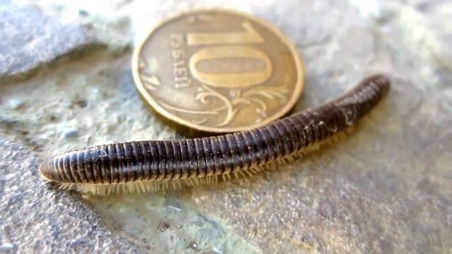 Гиганские крымские многоножки - кивсяки смотреть онлайн