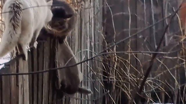 Коты дерутся смотреть онлайн