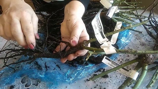 Саженцы роз из питомника Элит. Обзор. Весна 2021г. смотреть онлайн