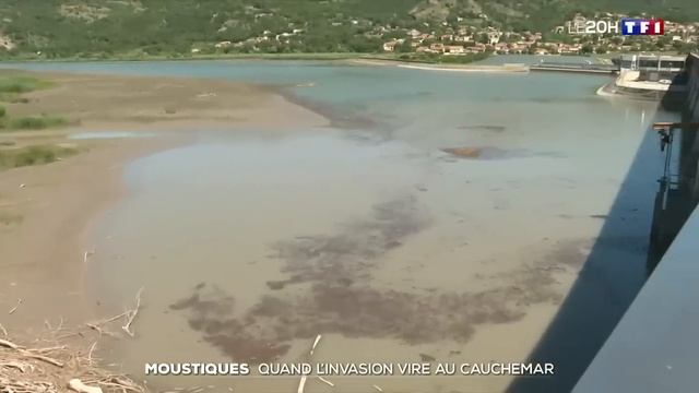 Moustiques, quand l'invasion vire au cauchemar смотреть онлайн