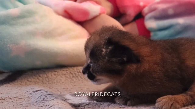 Baby Caracal Kitten Of ROYALPRIDECATS. Малыш каракал нашего питомника. Котёнок каракал.
