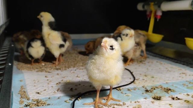 Цыплята кучинские, леггорн далматинец смотреть онлайн