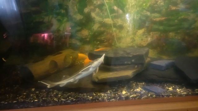 Стерлядь в аквариуме. смотреть онлайн