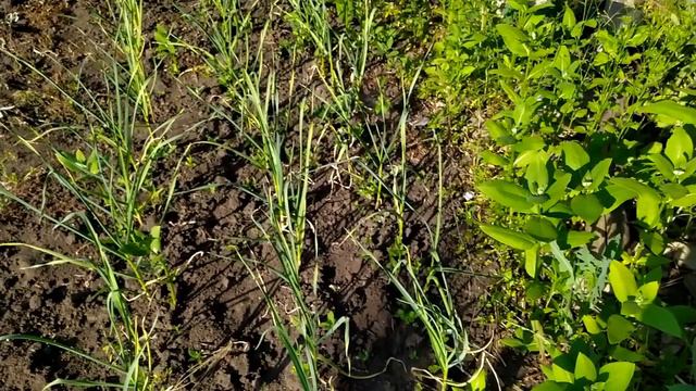 Вид с земли наверх, на небо.