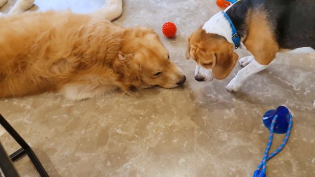 10 Important Tips for New Golden Retriever Owners смотреть онлайн