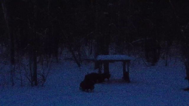 Январь 2016 кабаны смотреть онлайн