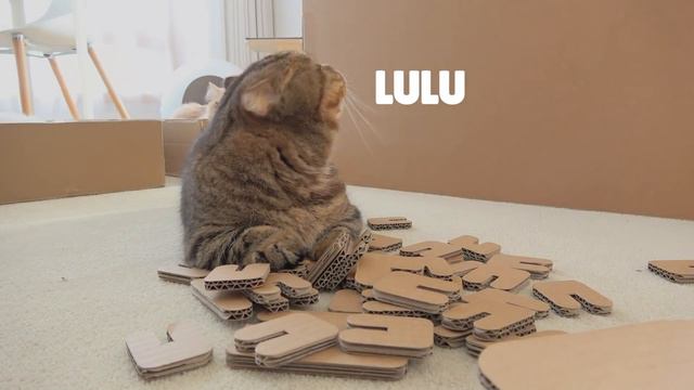 DoDo Challenged LuLu! | Kittisaurus