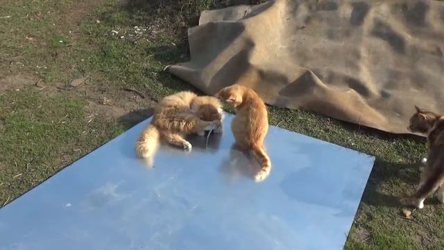 Игривые #котики Playful #cat