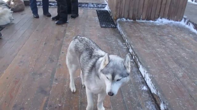 Сочи. Курорт Красная Поляна. Хаски-центр. (30 января 2023 г.) смотреть онлайн