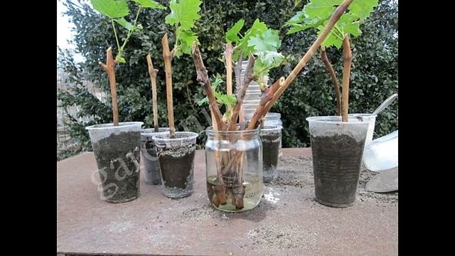 ?%Размножение винограда черенками в домашних условиях Как укоренить виноград в домашних условиях смотреть онлайн