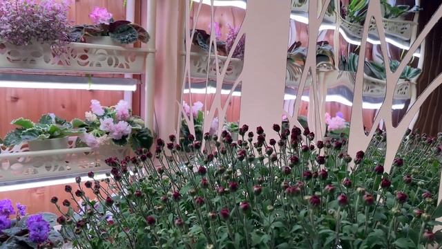 ОРГАНИК МИКС. РАСПРОДАЖА ГОДА смотреть онлайн