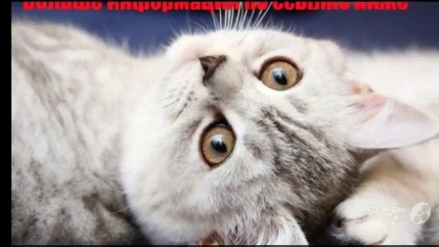 Мусс для душа Greenland видео смотреть онлайн